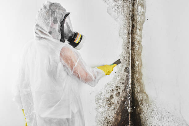 Best Emergency Mold Removal  in Inverness Highlands North, FL