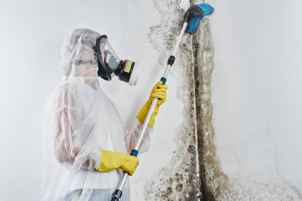 Best Professional Mold Removal  in Inverness Highlands North, FL