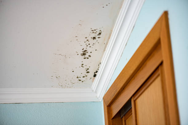Crawl Space Mold Removal in Inverness Highlands North, FL