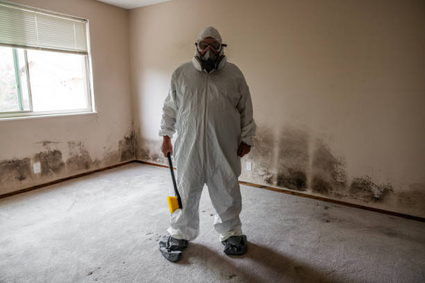 Best Attic Mold Removal  in Inverness Highlands North, FL